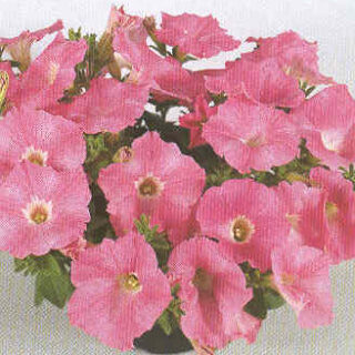 Riippapetunia Wonder Wave Pink