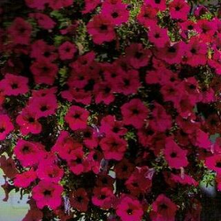 Riippapetunia Wonder Wave Purple