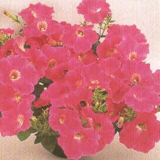 Riippapetunia Wonder Wave Rosy