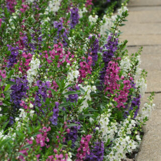 Karibianenkelinkukka Serenita F1 Sekoitus