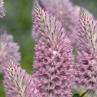 Silkkitassu Joey 100 s.