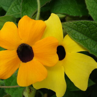 Mustasilmäsusanna sekoitus