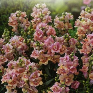 Ryhmäleijonankita Twinny F1 Peach