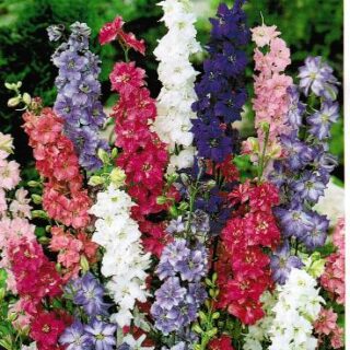 Tarhakukonkannus sekoitus 5 g