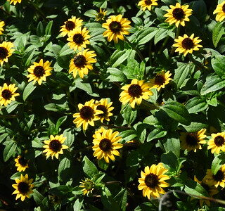 Huovinkukka Mandarin