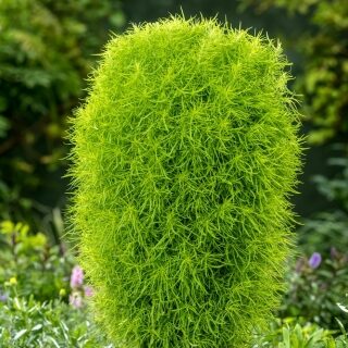 Rusokesäsypressi 'Trichophylla'