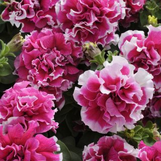 Petunia Pirouette Rose