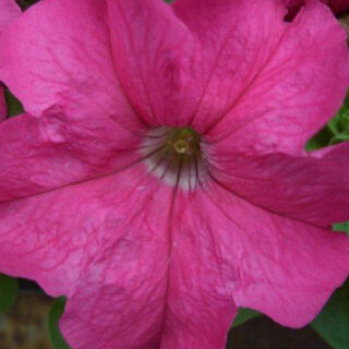 Petunia Limbo Rose 250 s.
