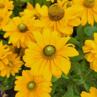 Kesäpäivänhattu Amarillo Gold 100 s.