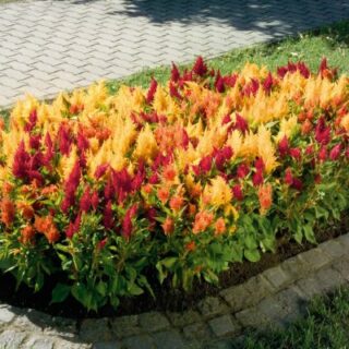 Kukontöyhtö Fresh Look sekoitus 100 s.