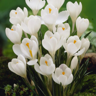 Krookus Jeanne d'Arc