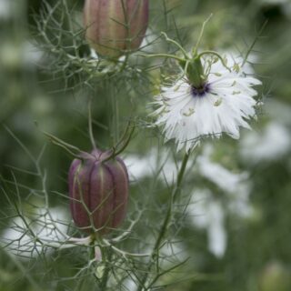 Tarhaneito Albion Black Pod