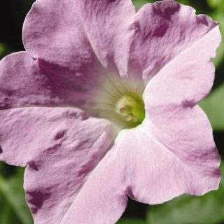 Petunia Wave Misty Lilac vaalea lila