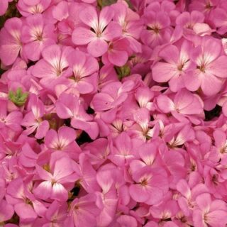 Pelargoni Multibloom Pink