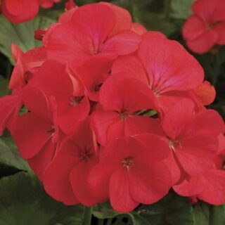 Pelargoni Multibloom Red