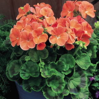 Pelargoni Multibloom Salmon