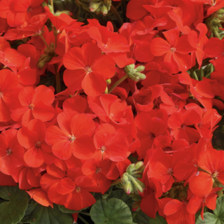 Pelargoni Multibloom Scarlet Eye