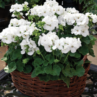 Pelargoni Multibloom White