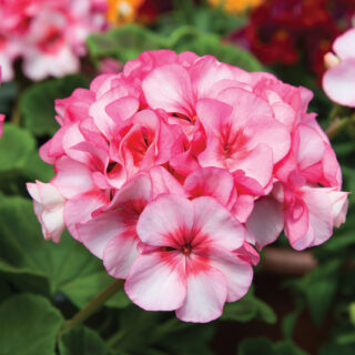 Pelargoni Horizon New Star