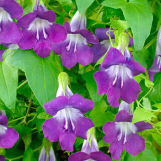 Sinipunavaula Mystic Rose 100 s.