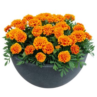 Ryhmäsamettikukka Nana Orange Flame