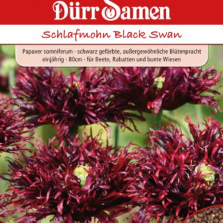 Pioniunikko Black Swan