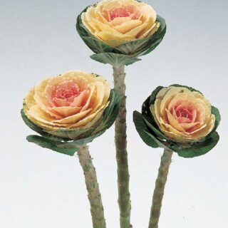 Koristekaali Crane White