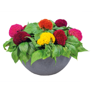 Kukonheltta Brainiac sekoitus 10 s