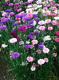 Ruiskaunokki Sekoitus 'Ball Mix' - Image 2