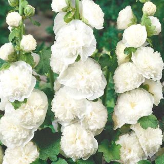 Tarhasalkoruusu white, valkoinen