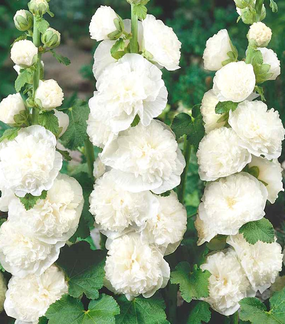 Tarhasalkoruusu white, valkoinen