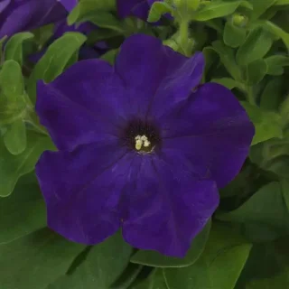 Petunia Ez-Rider F1 Blue