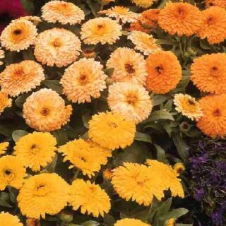 Tarhakehäkukka Fiesta Gitana