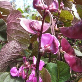 Hyasinttipapu Ruby Moon