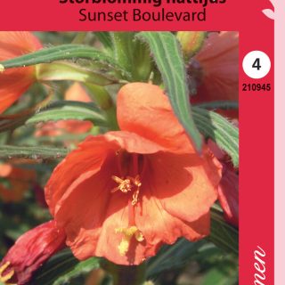 Isohelokki Sunset Boulevard