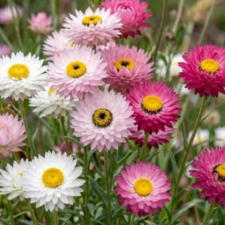 Rusoikikukka Sekoitus