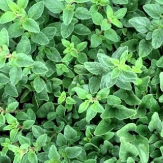 Kreikkalainen oregano