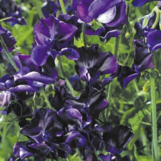 Tuoksuherne Mammut Navy Blue