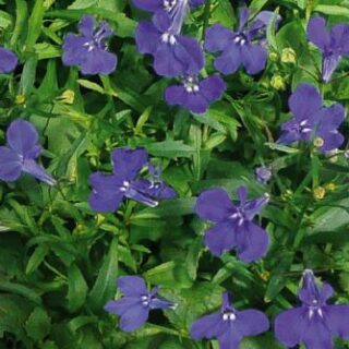 Sinilobelia Palace Blue with Eye