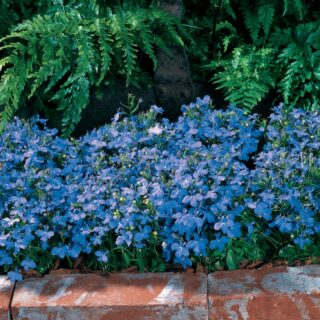 Sinilobelia Riviera Sky Blue 10 000 s