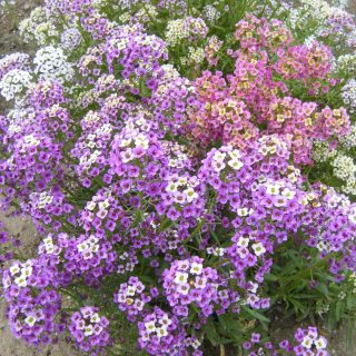 Tuoksupielus Wandering field Mix (0,1 g)