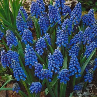 Tummahelmililja Muscari armeniacum