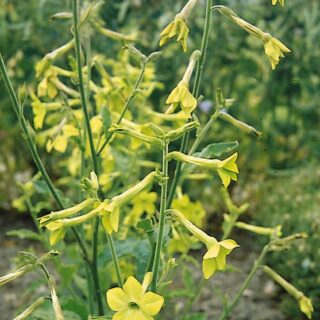 Valkotupakka Lime Green