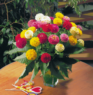 Isotsinnia Oklahoma sekoitus