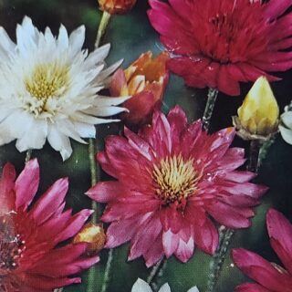 Paperikukka sekoitus 1 g