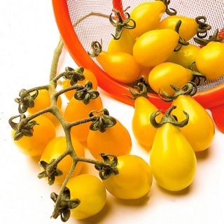 Päärynätomaatti Yellow Pearshaped