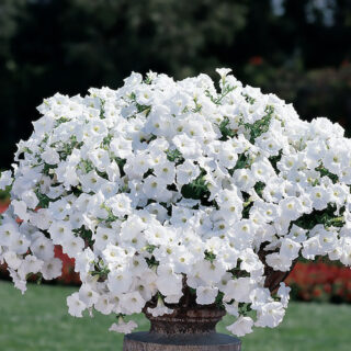 Riippapetunia Easy Wave White