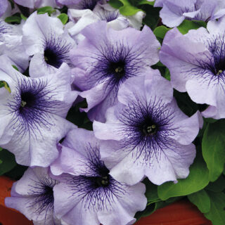 Petunia Limbo Blue Veined