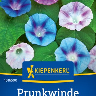 Aitoelämänlanka Morning Glory