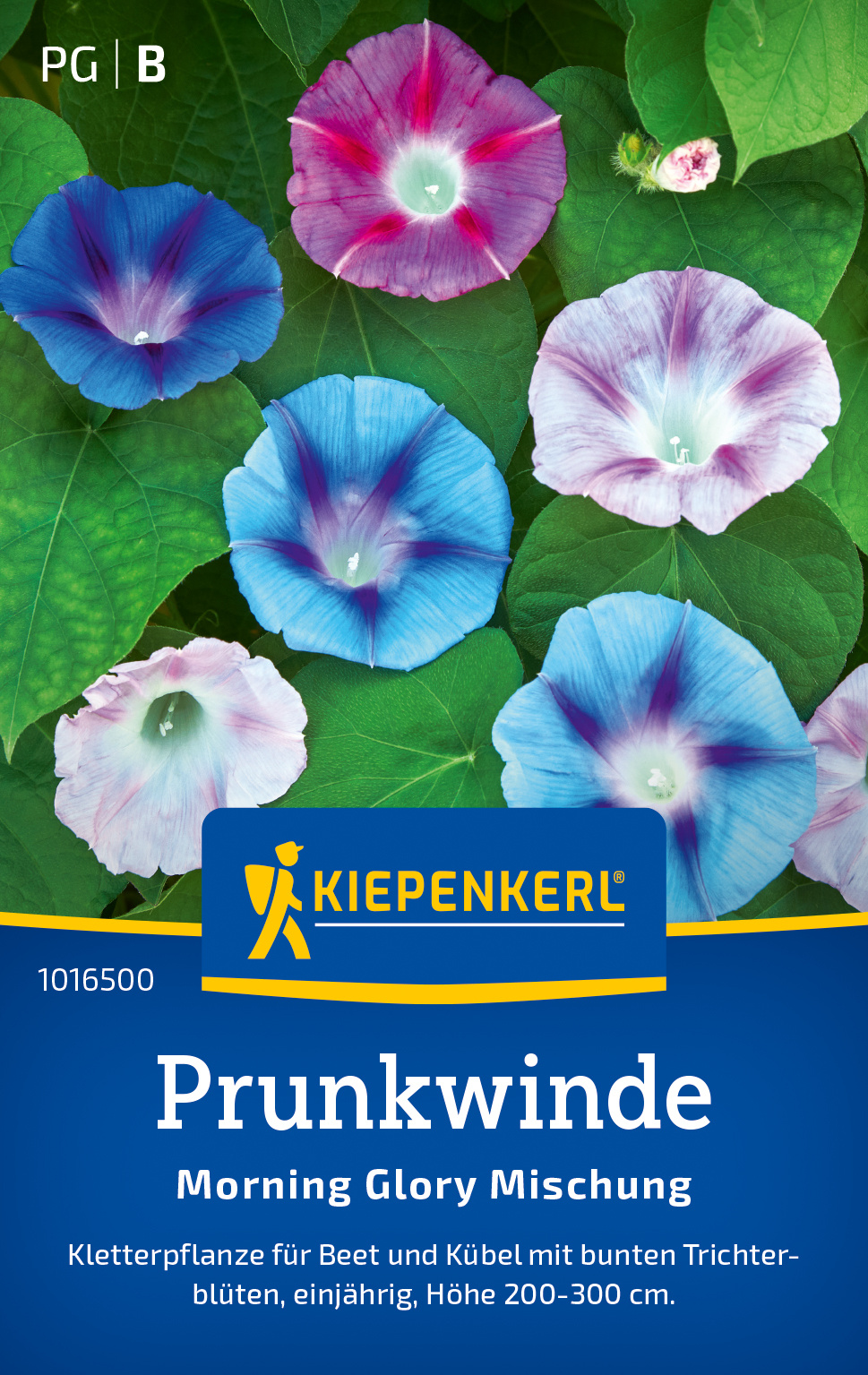 Aitoelämänlanka Morning Glory